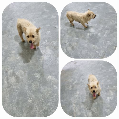 부안군 동물보호센터_445479202400497