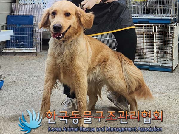 종료(반환) 골든 …