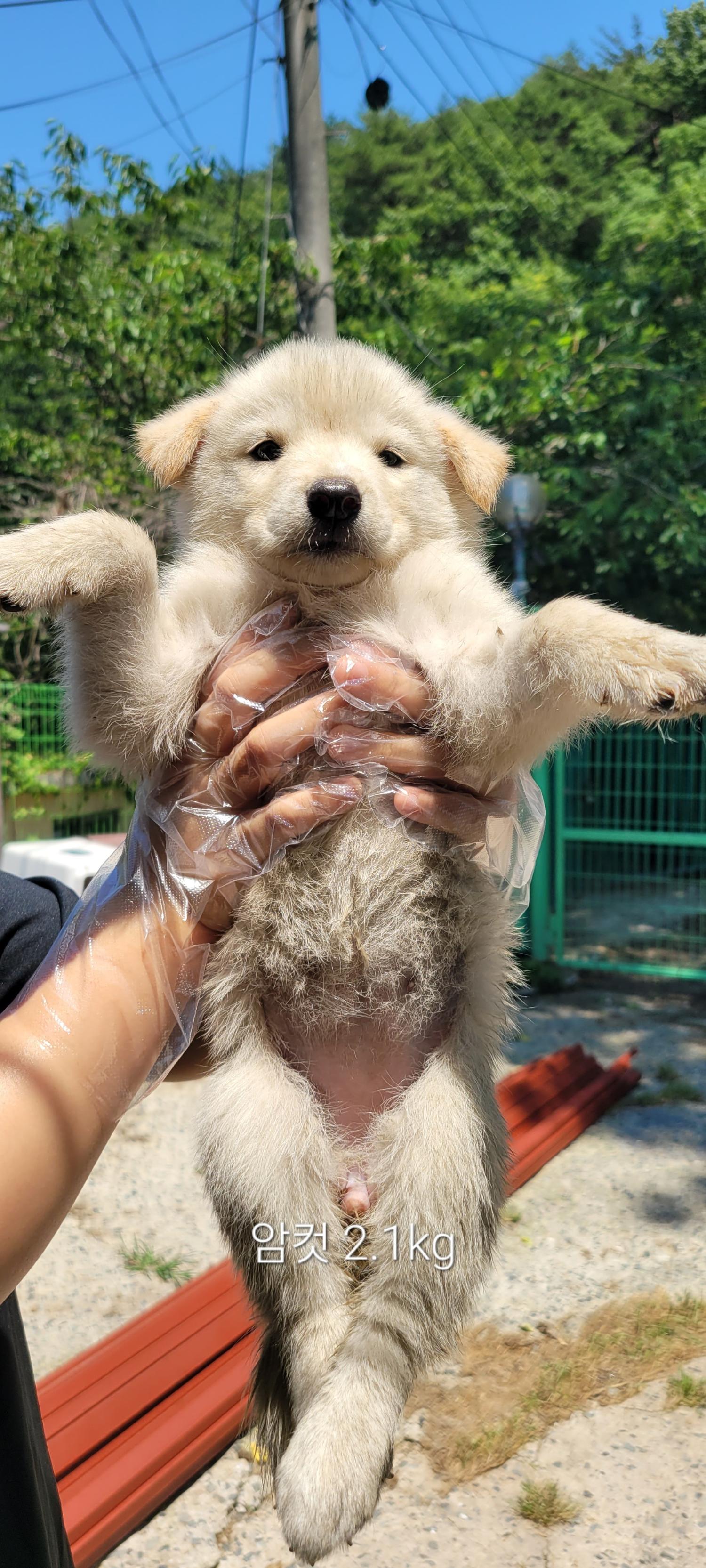 울산유기동물보호센터_431373202400829