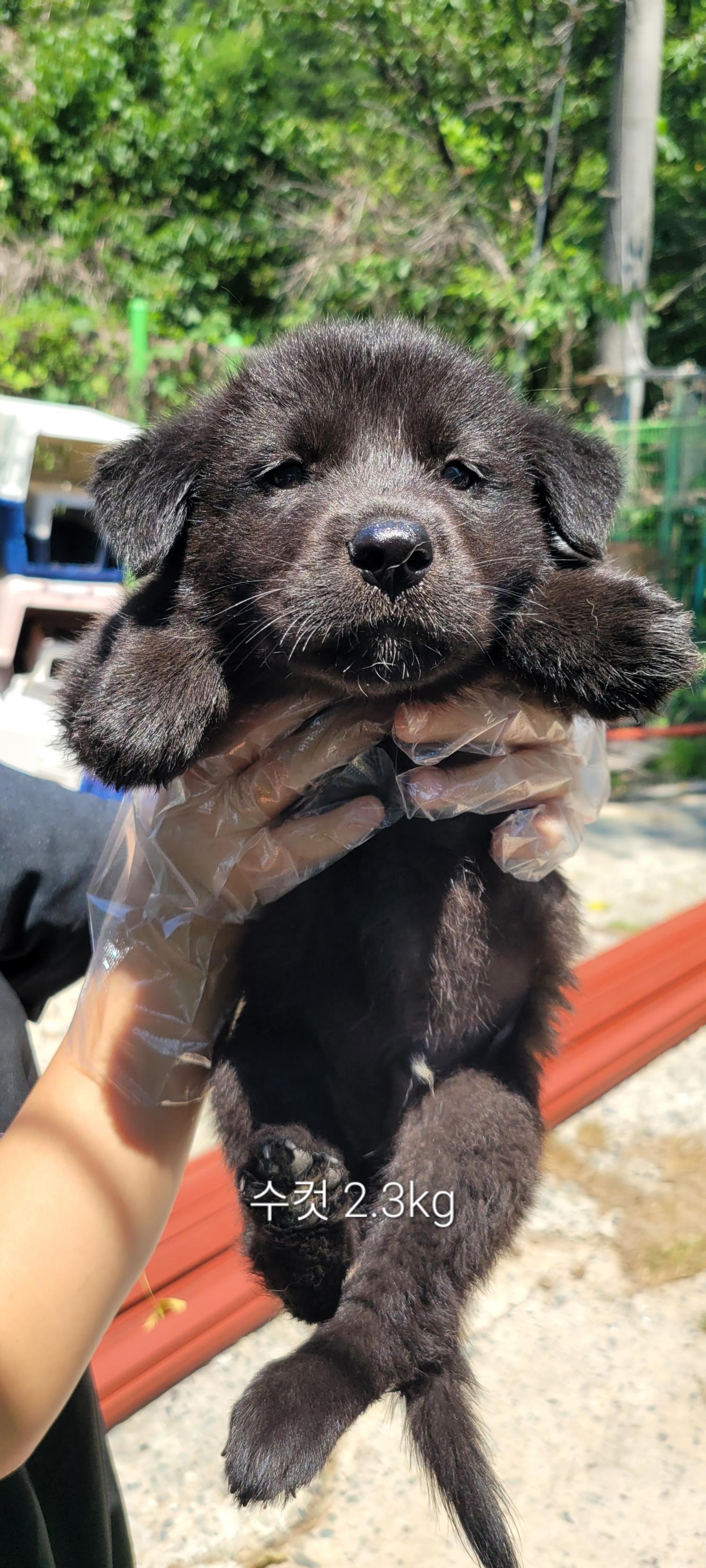 울산유기동물보호센터_431373202400831