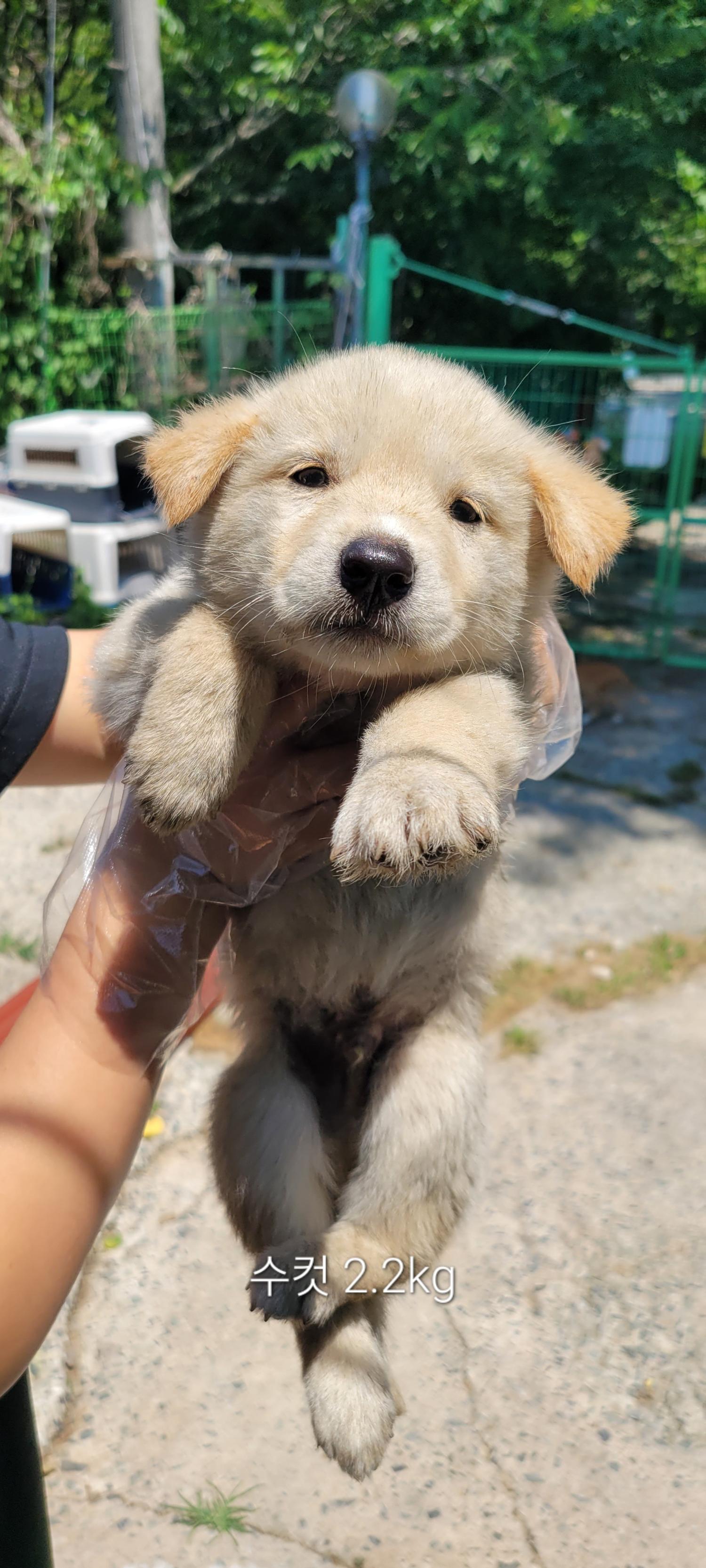 울산유기동물보호센터_431373202400832