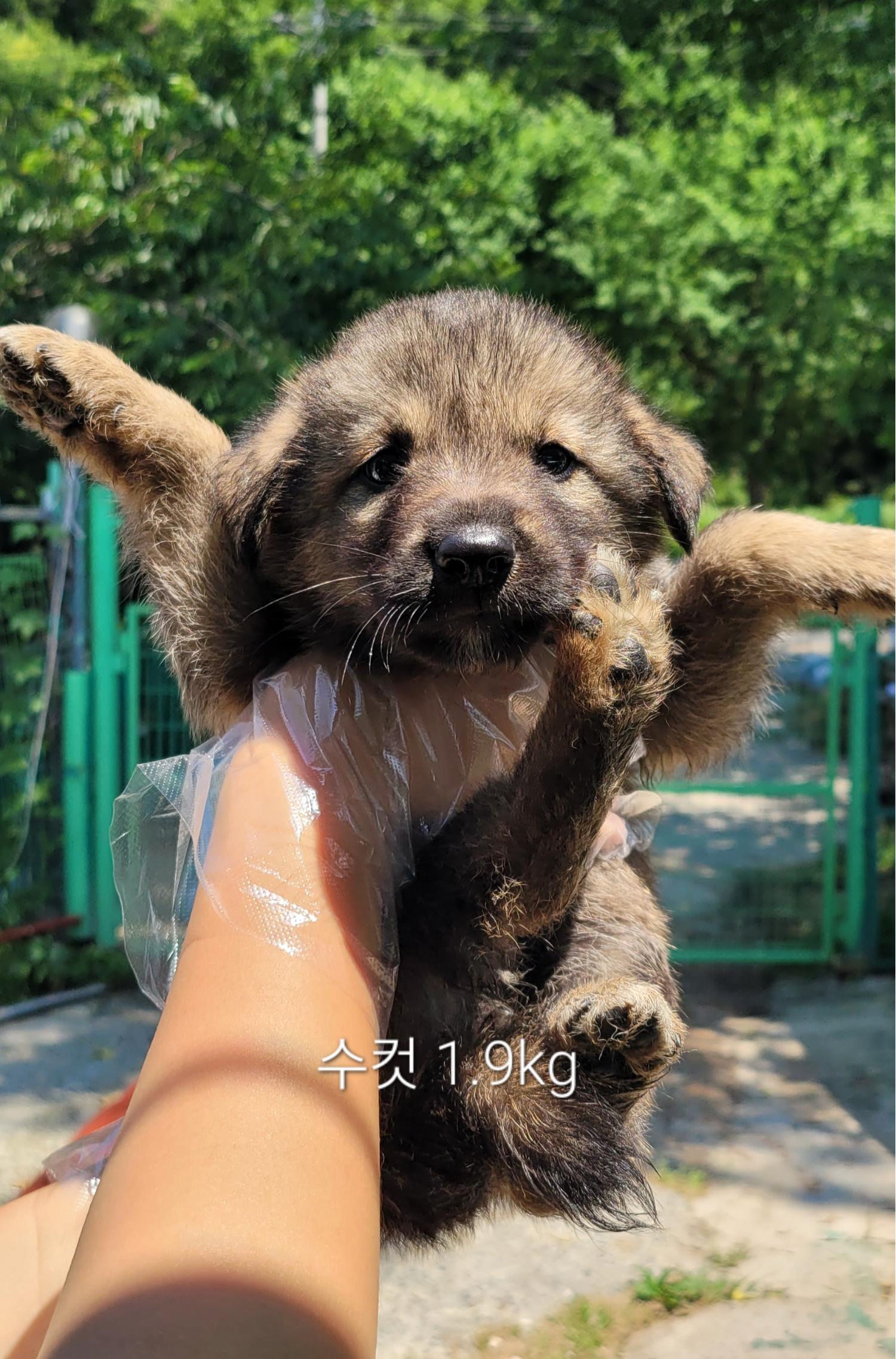 종료(자연사) 믹스…