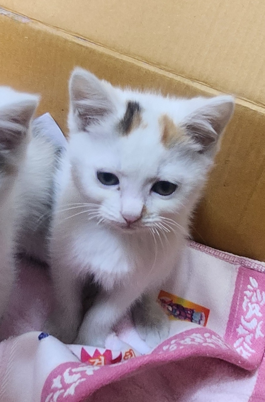 울산유기동물보호센터_431373202400833