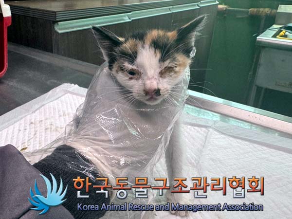 종료(자연사) 한국…