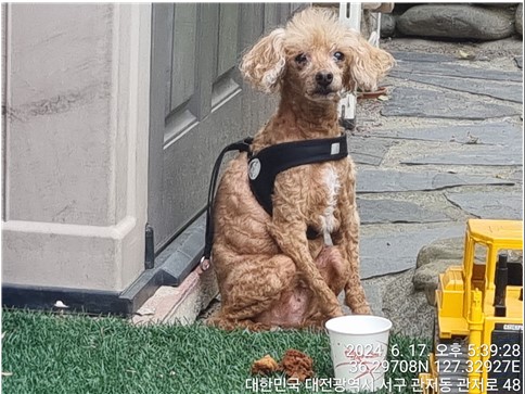 대전동물보호센터_430366202400289