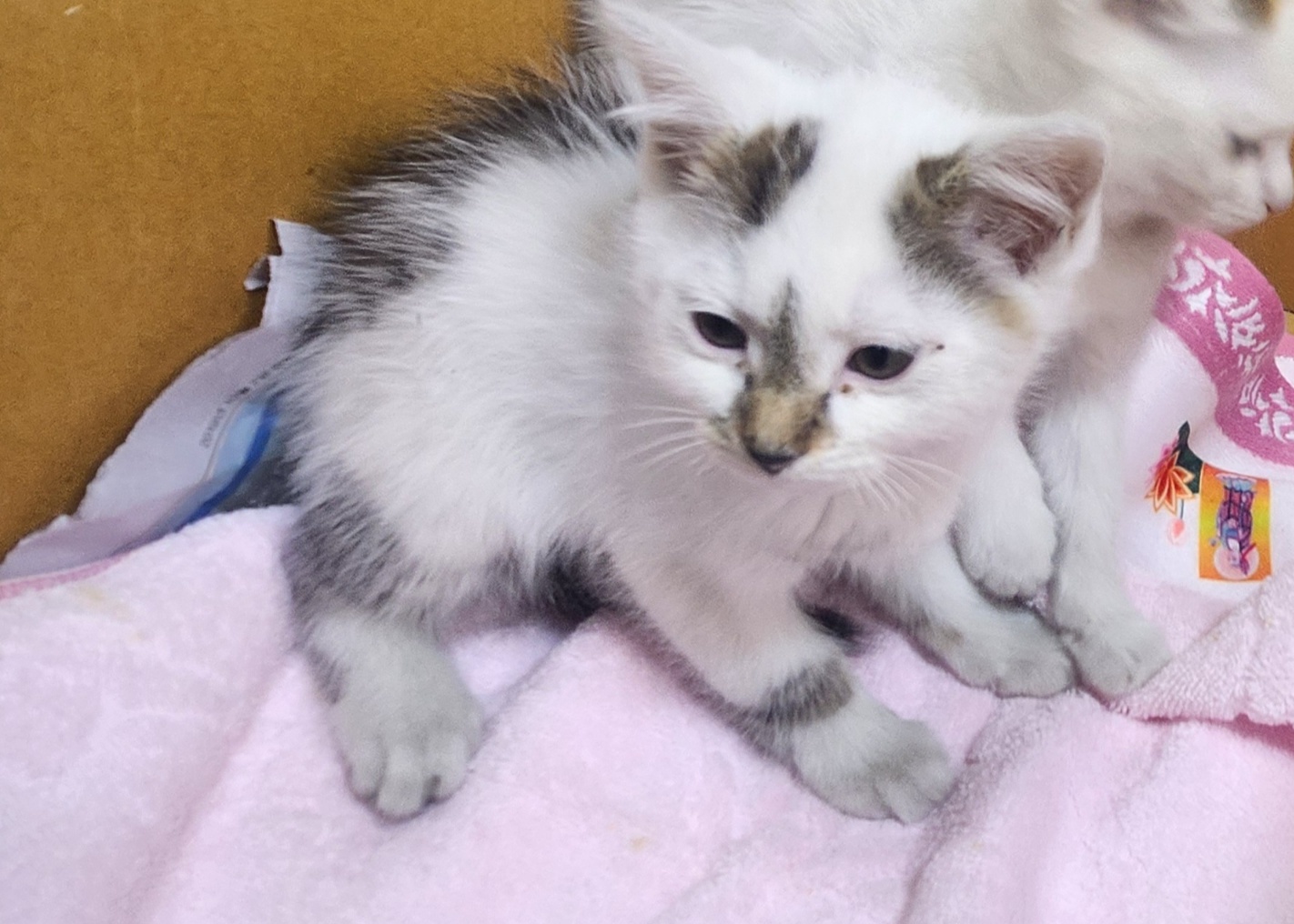 울산유기동물보호센터_431373202400834