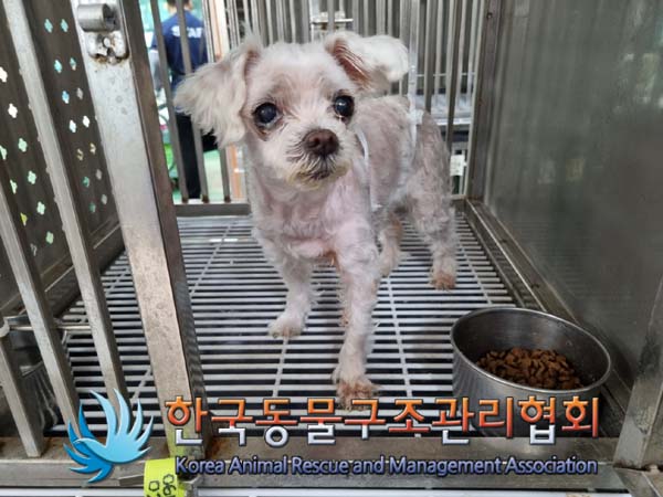 종료(안락사) 말티…