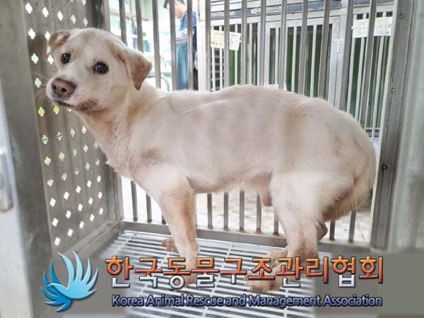종료(안락사) 믹스…