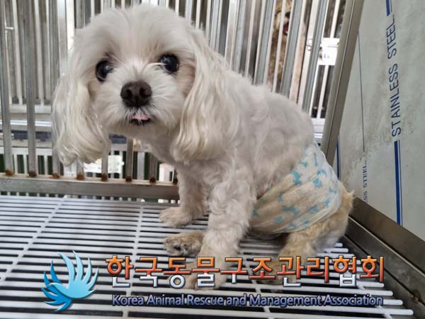 종료(안락사) 말티…