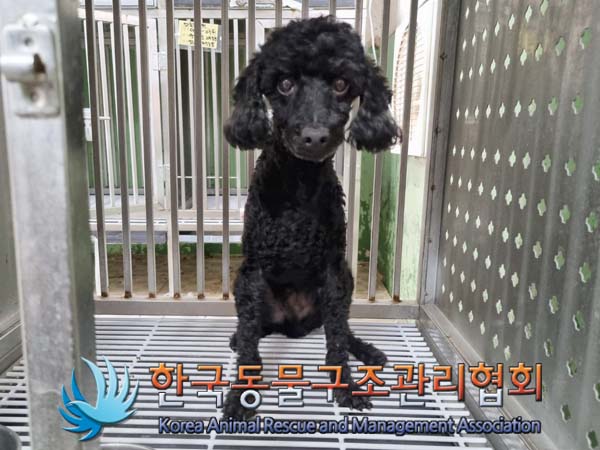 한국동물구조관리협회_411306202400539