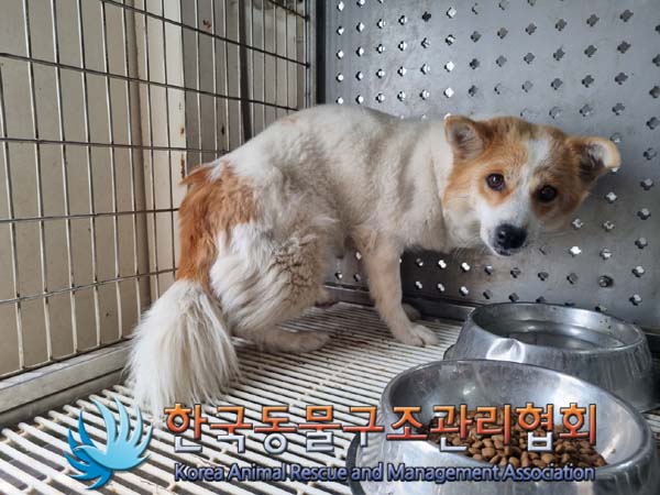 종료(안락사) 믹스…