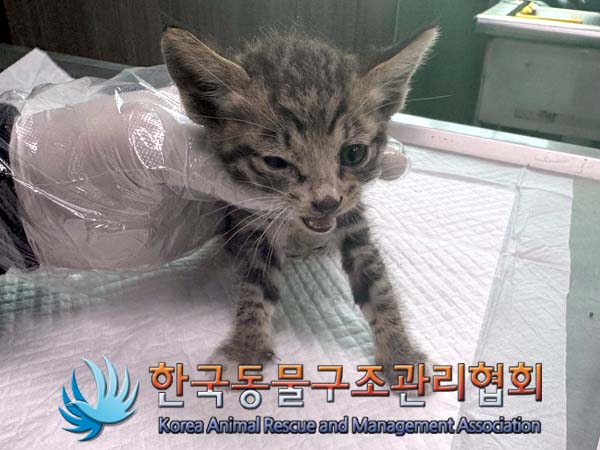 한국동물구조관리협회_441414202400399