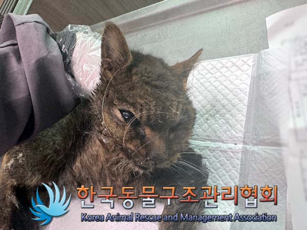 한국동물구조관리협회_411316202400342