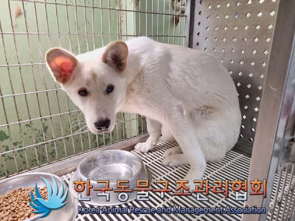 한국동물구조관리협회_441406202401088