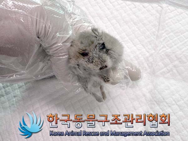 종료(자연사) 햄스…