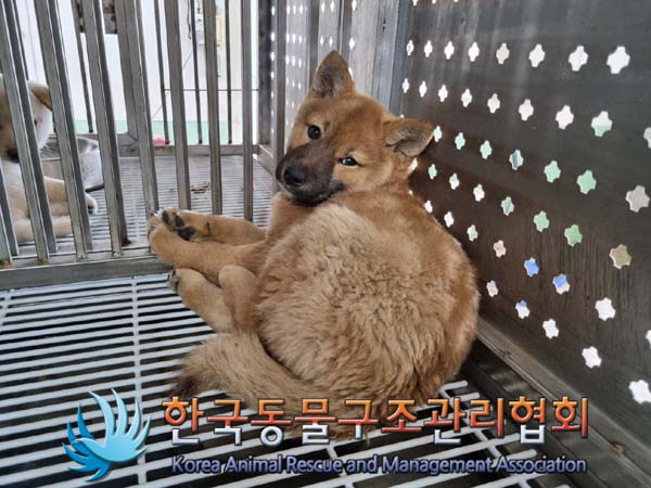 한국동물구조관리협회_441409202400923