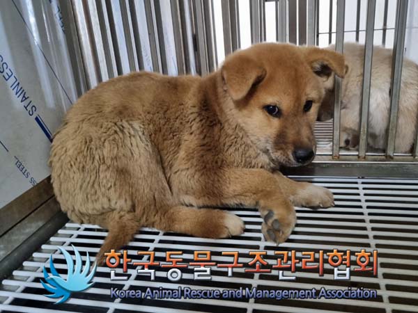 한국동물구조관리협회_441409202400922