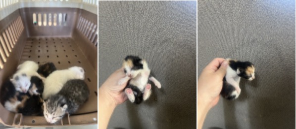 보호중 한국 고양이…