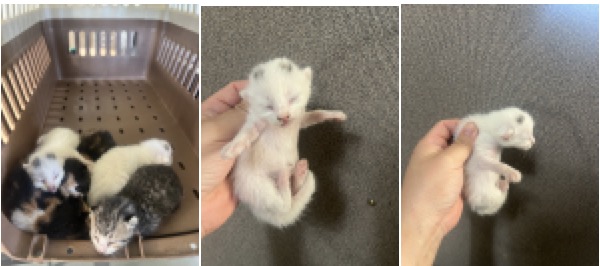 보호중 한국 고양이…
