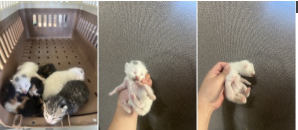 부산동물보호센터_426328202400135