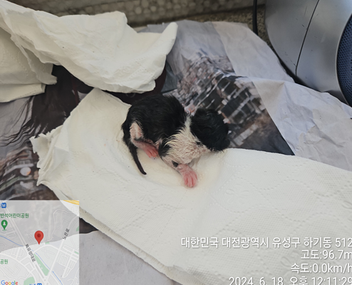 대전동물보호센터_430367202400435