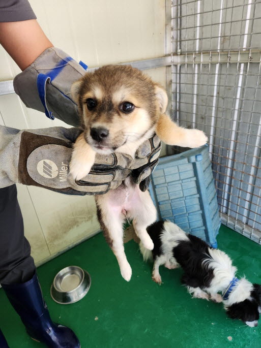 예천군유기동물보호소_447523202400445