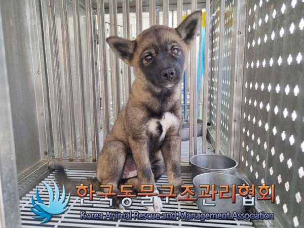 한국동물구조관리협회_441409202400925