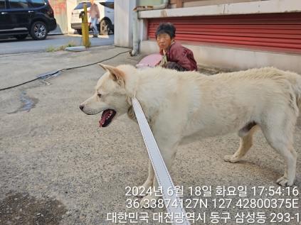 종료(반환) 믹스견…