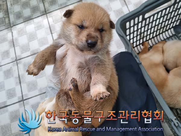 한국동물구조관리협회_441409202400927