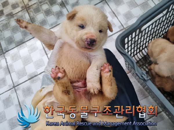 종료(안락사) 믹스…