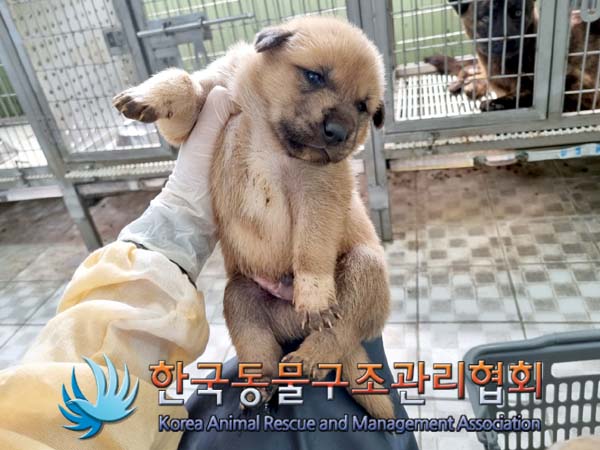 종료(안락사) 믹스…