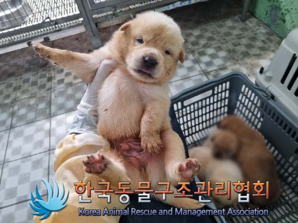 한국동물구조관리협회_441409202400929