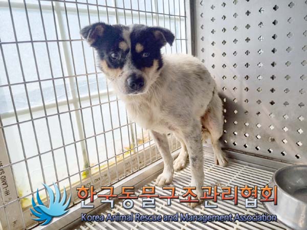 한국동물구조관리협회_441382202400525