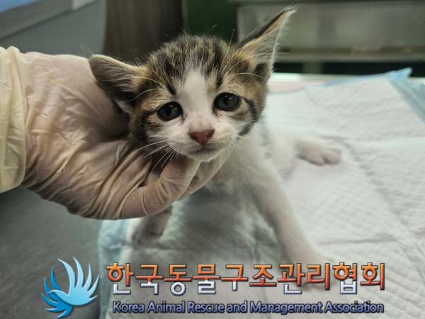 종료(안락사) 한국…