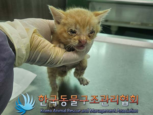 종료(자연사) 한국…
