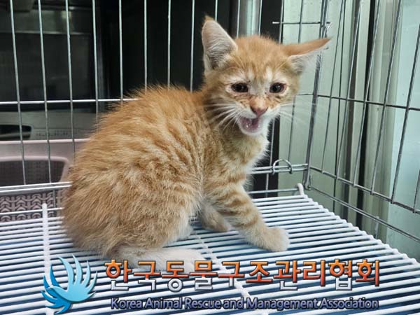 종료(안락사) 한국…