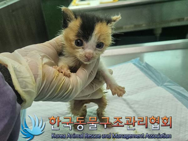 한국동물구조관리협회_411307202400313