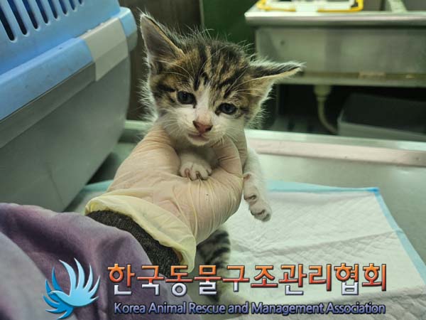 한국동물구조관리협회_441409202400931