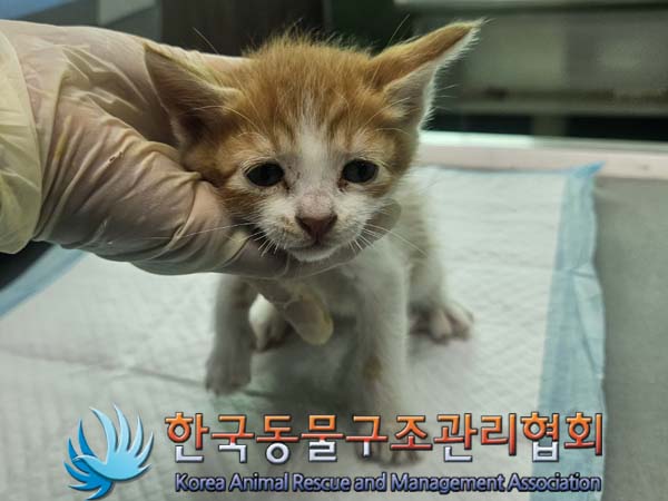 종료(자연사) 한국…