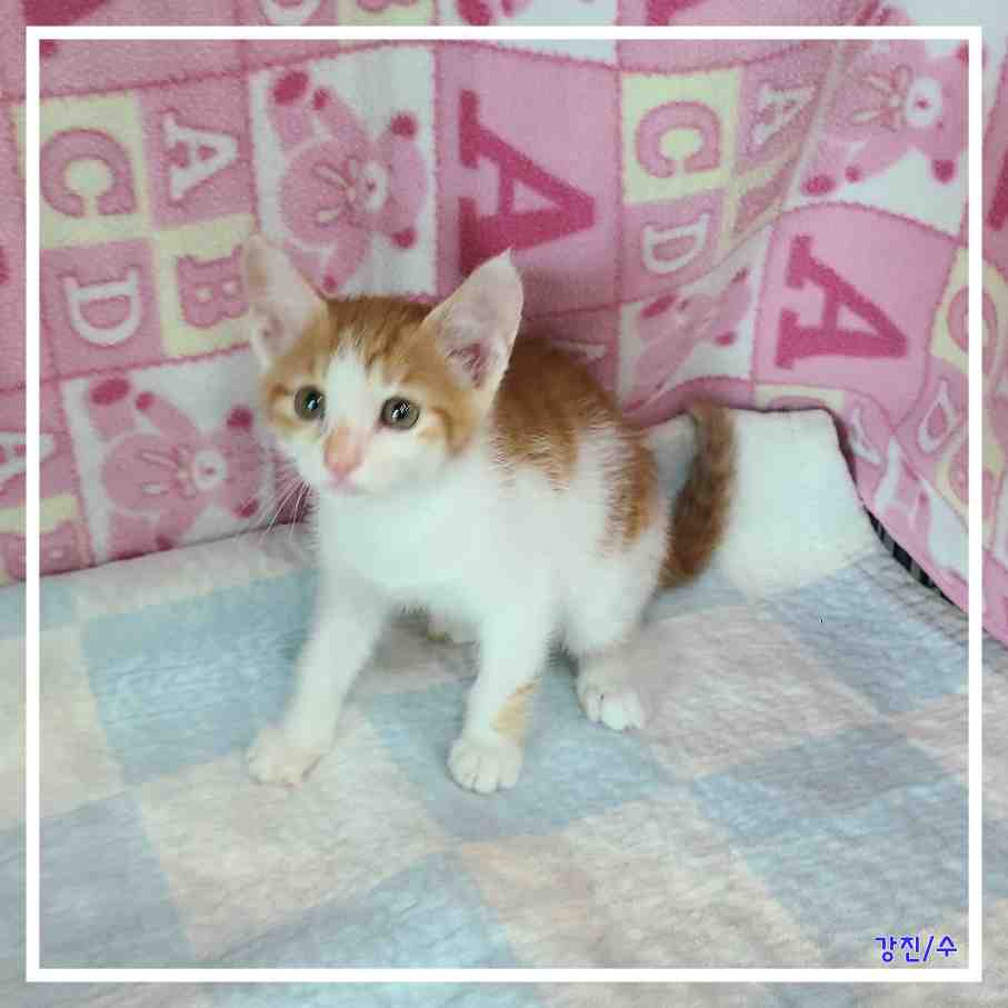 종료(자연사) 믹스…