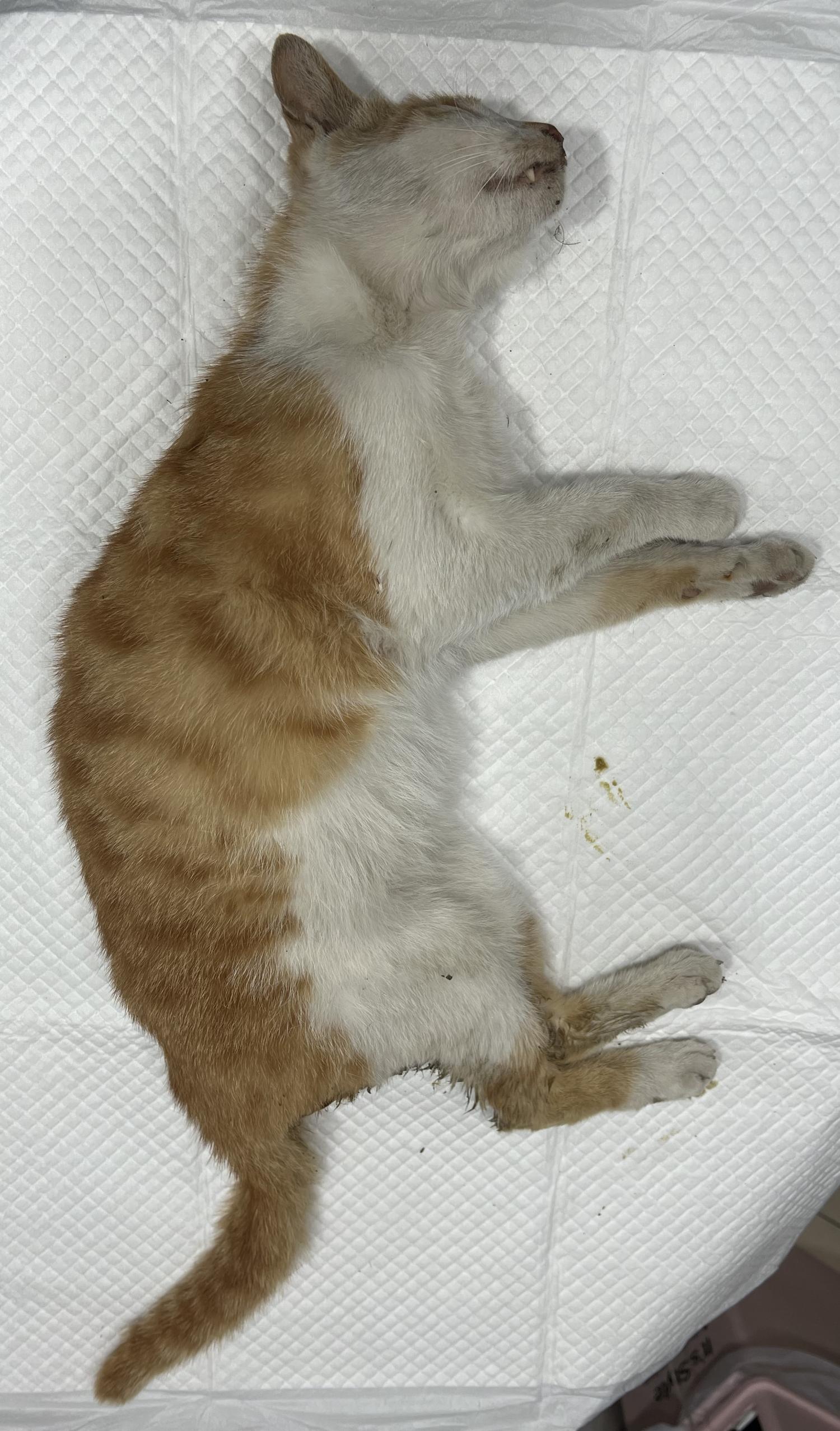홍익동물병원_411313202400350