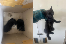 보호중 한국 고양이…