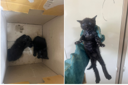 부산동물보호센터_426326202400265