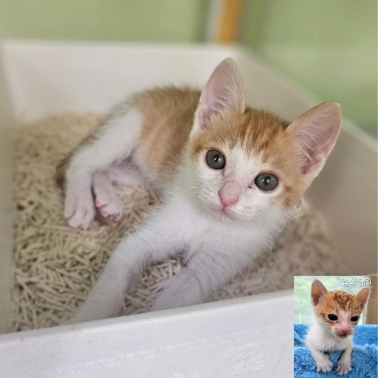 [고양이] 한국 고양이 경기-용인-2024-00210 유기동물 배경 이미지 입니다.