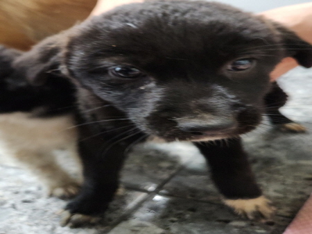 원주시동물보호센터_442419202400356