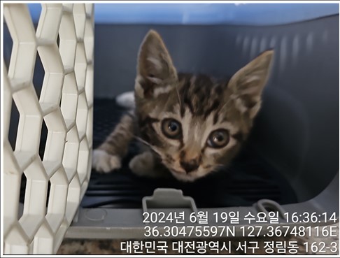 대전동물보호센터_430366202400293