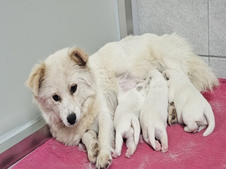 원주시동물보호센터_442419202400361