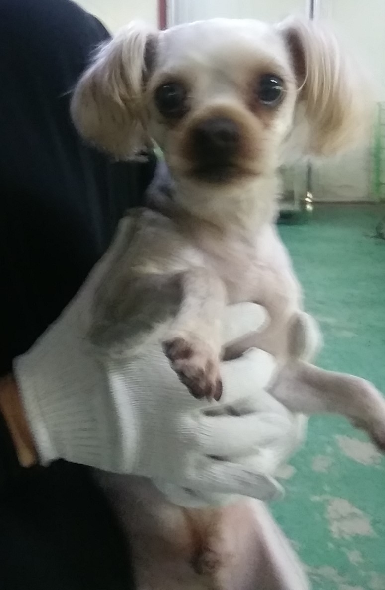 인천광역시수의사회_428353202400605