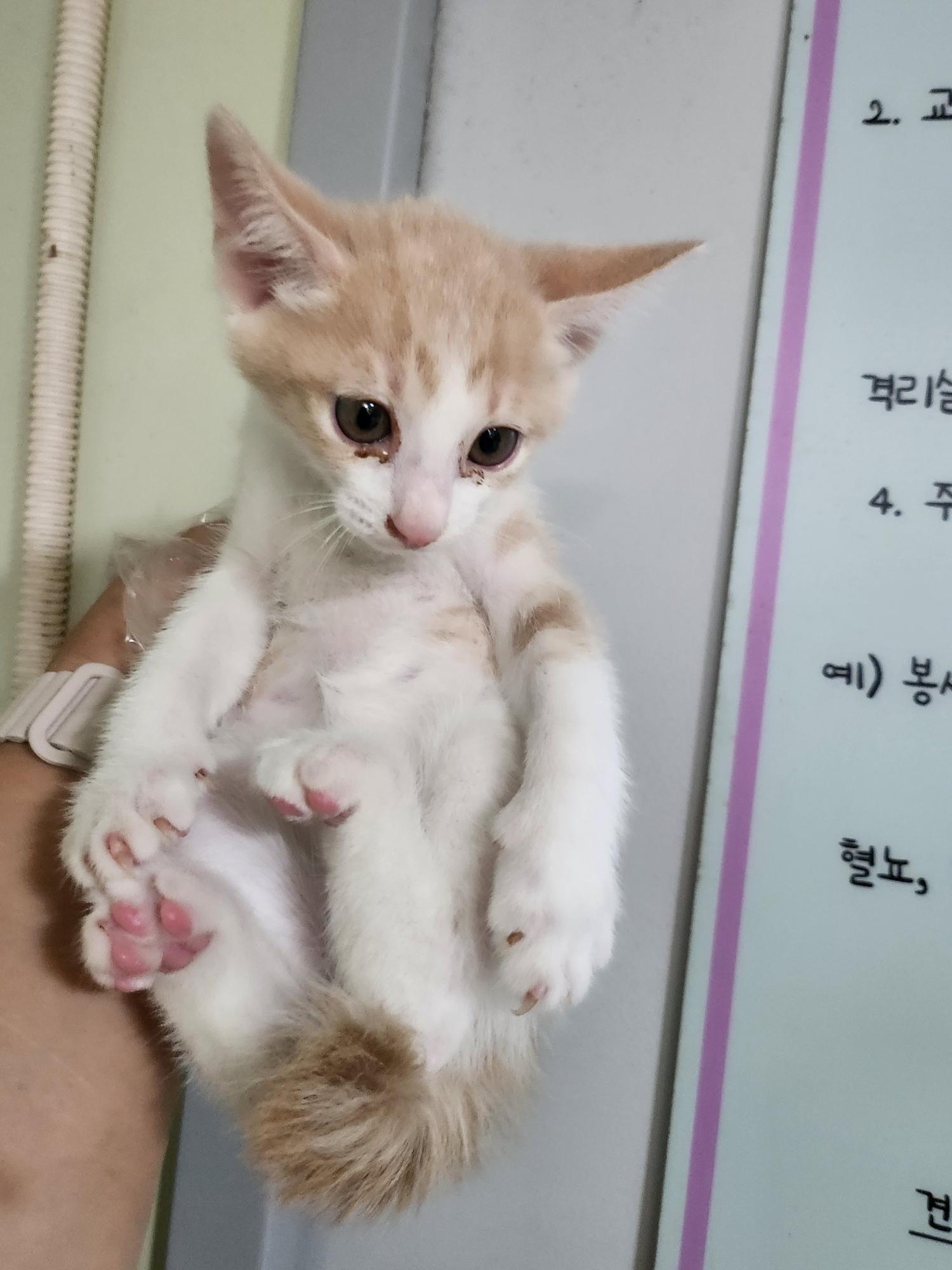 보호중 한국 고양이…