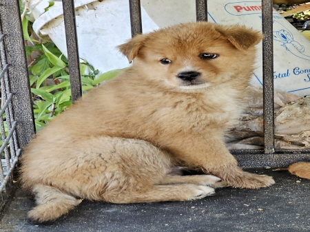 원주시동물보호센터_442419202400371